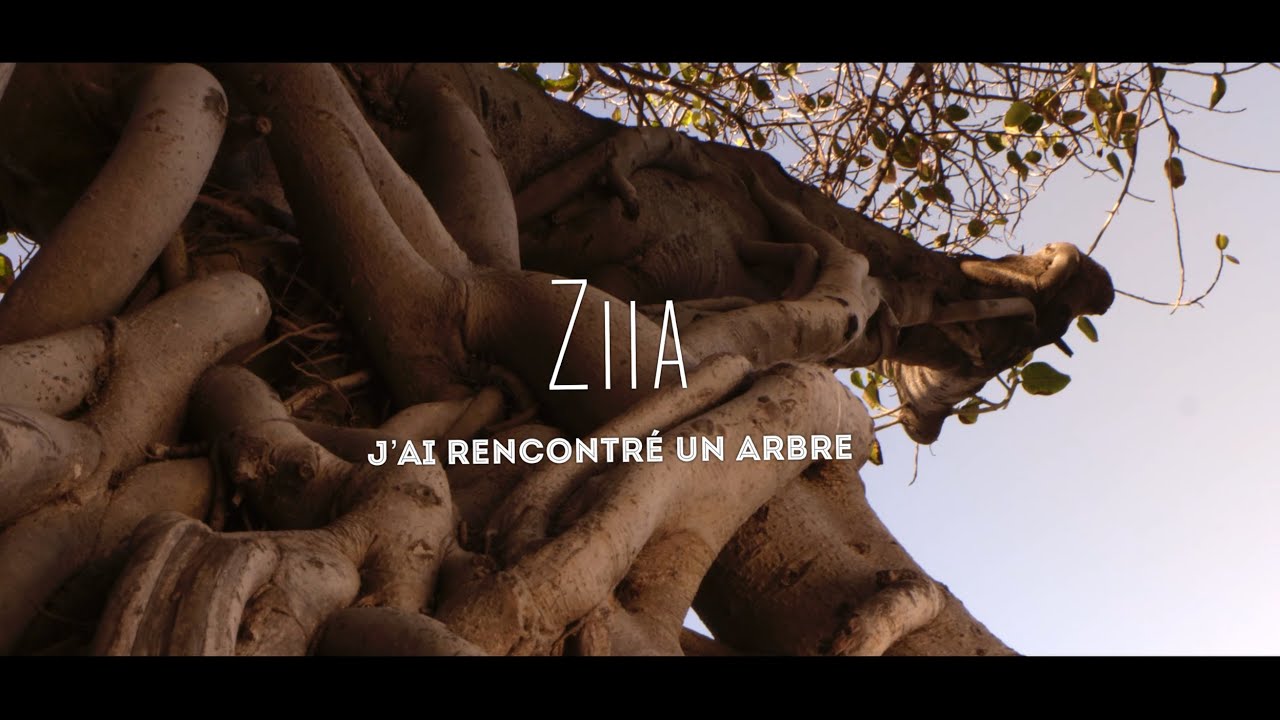 Clip "J'ai rencontré un arbre"